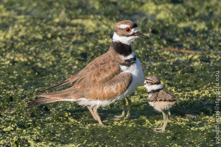 emily renzel wetlands